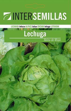 LECHUGA REINA DE MAYO